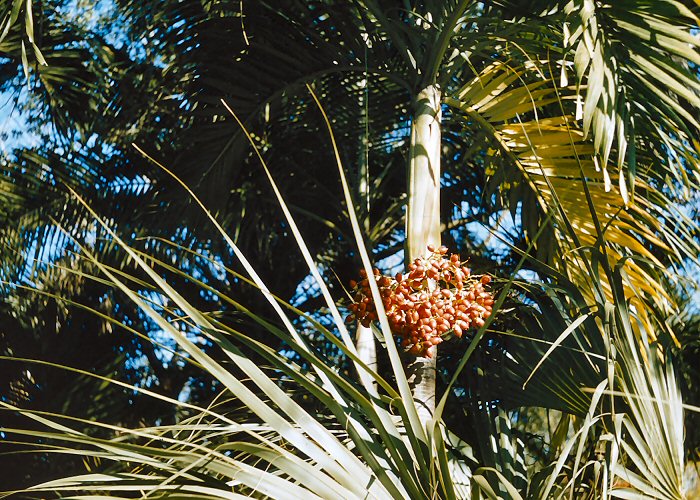 Florida Memories