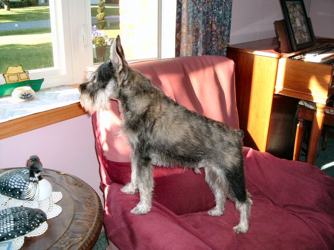 Fritzi