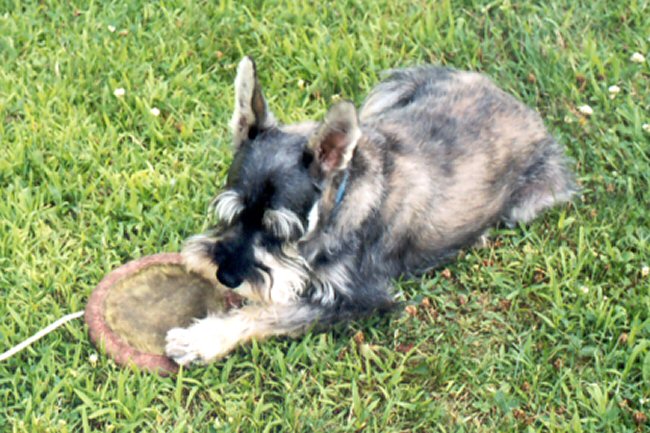 Fritzi