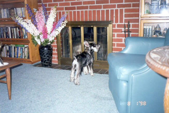 Fritzi