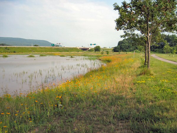 Wetland