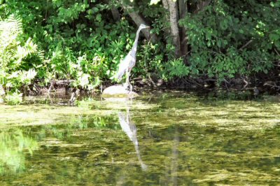 Heron