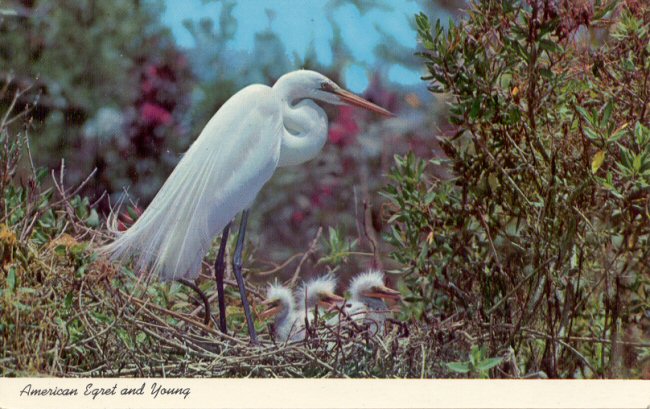 Randy's Postal Cards