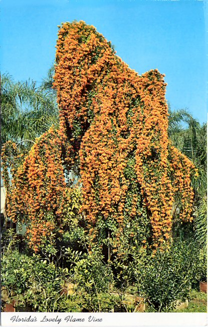 Randy's Postal Cards