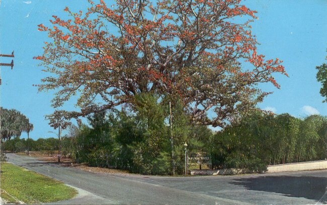 Shirley's Postal Cards